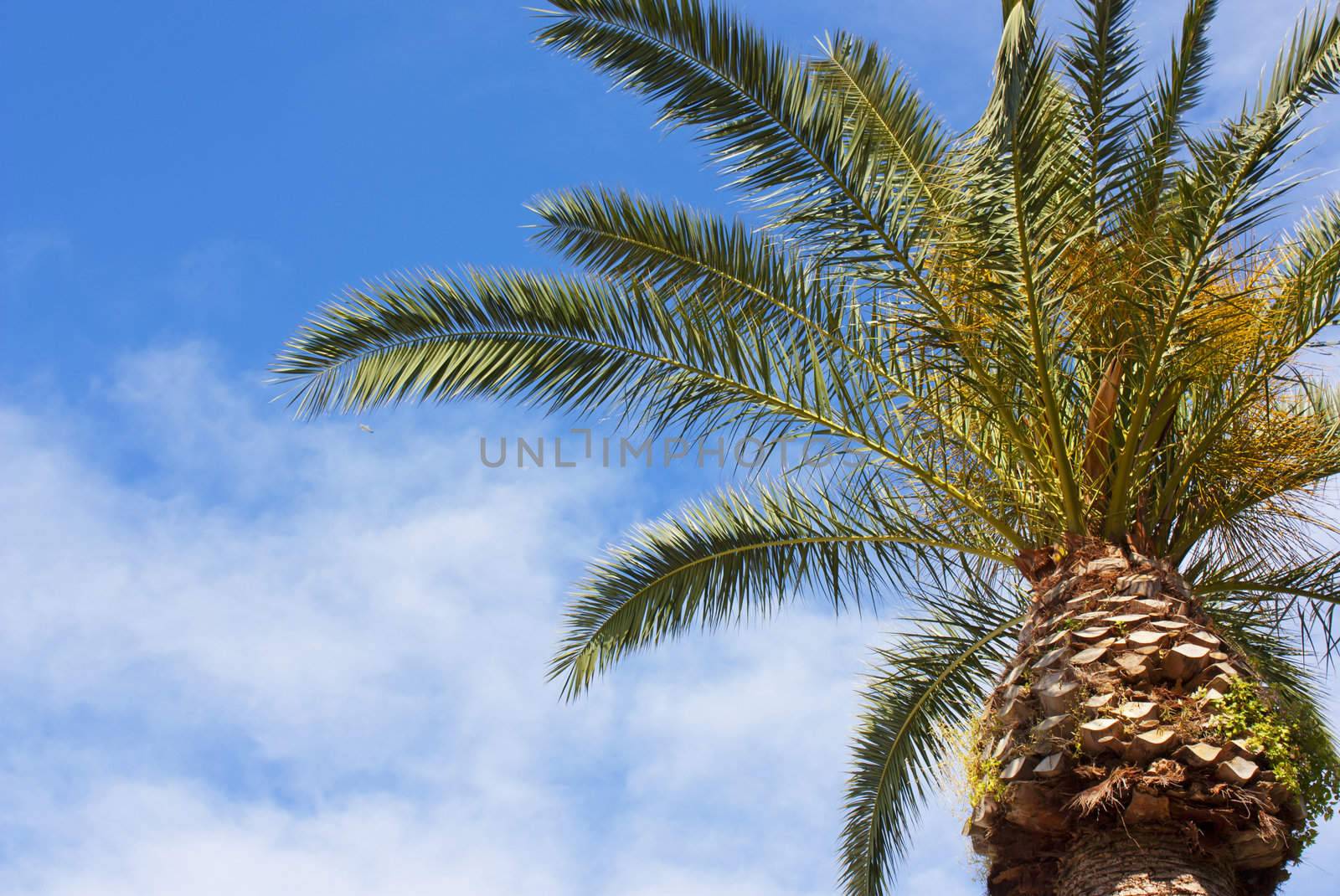 Palm from the Capri Island in Naples bay