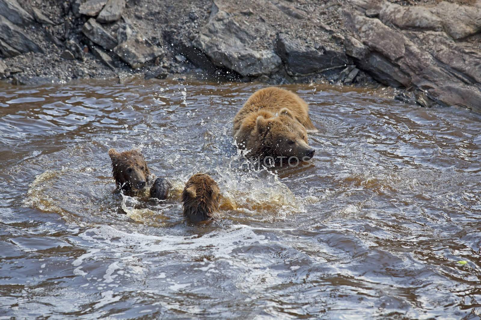Mother and children bears playing in the Norwegian waters