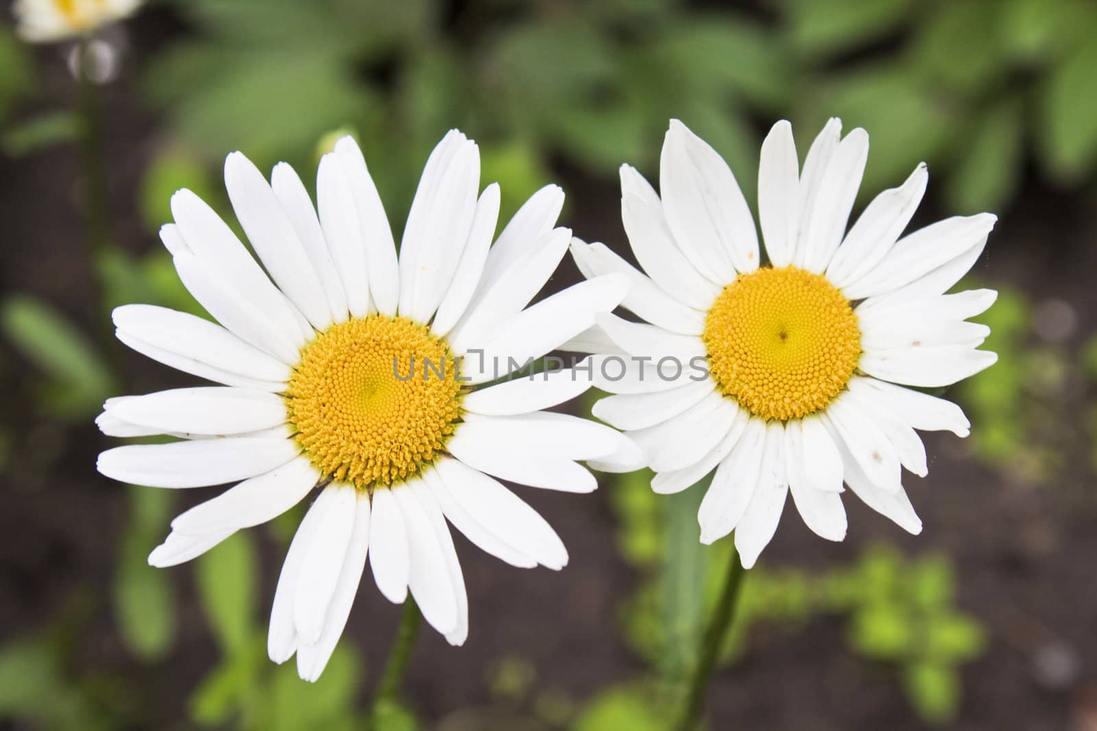 chamomile flower isolated with clipping path