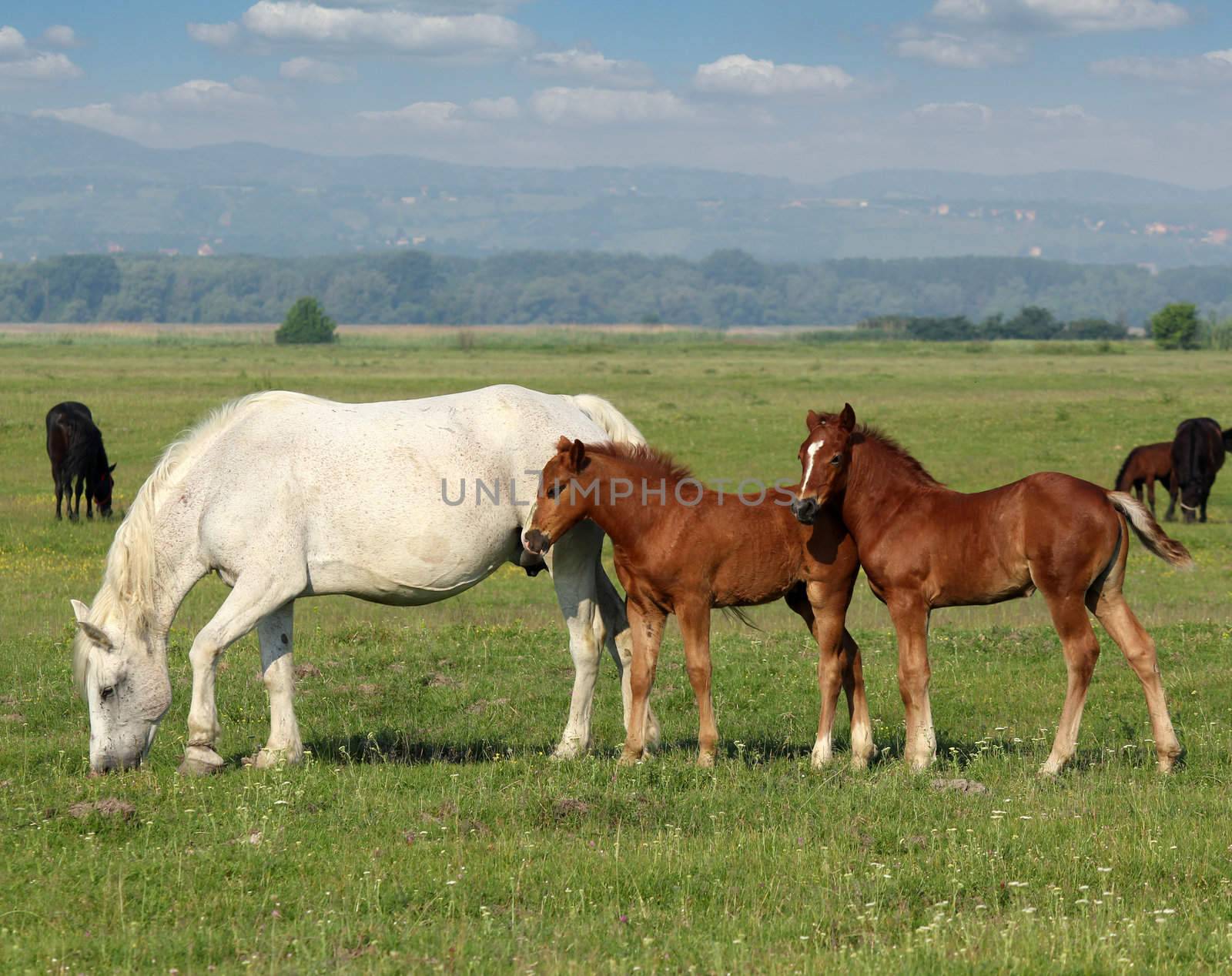 white horse and brown foals in pasture by goce