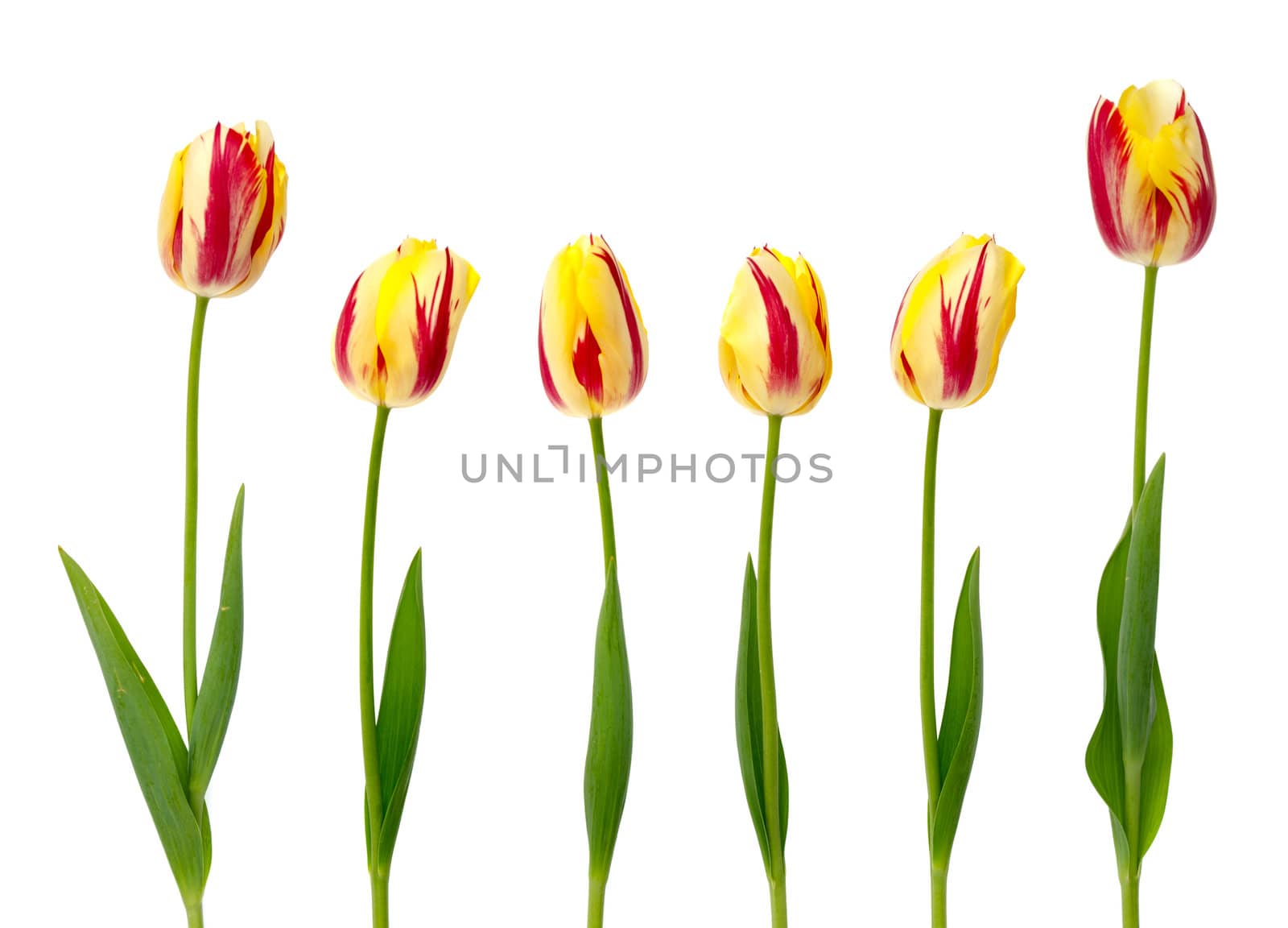 Set of  yellow and red tulips on a white background.
