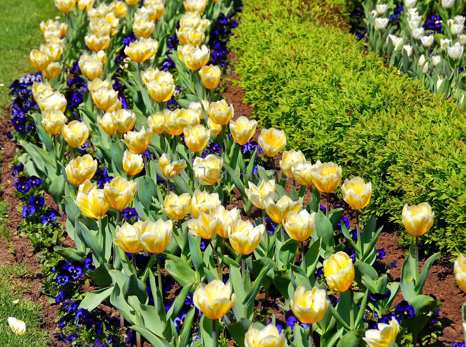 blooming spring yellow tulips rows outdoor on flowerbed in park