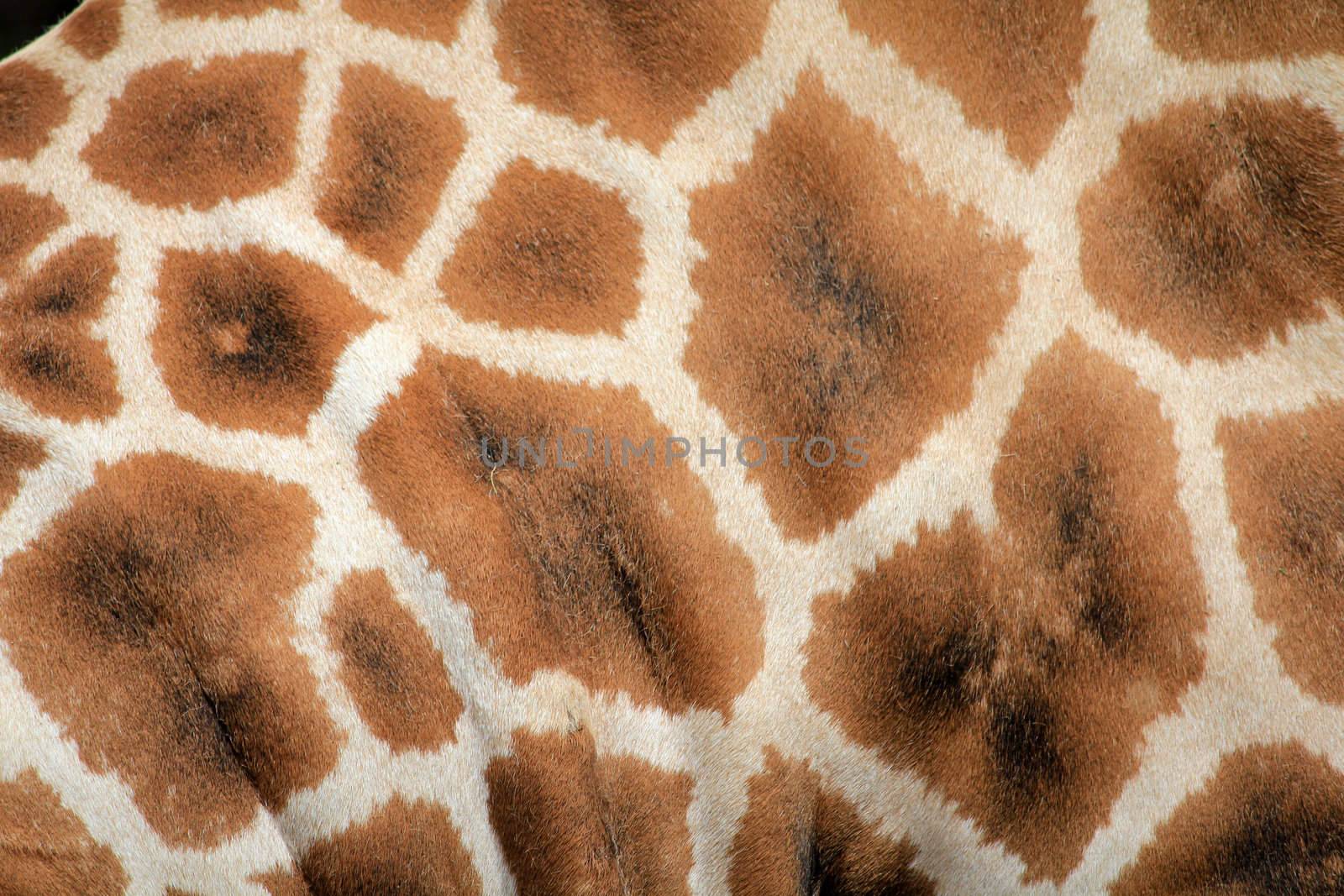 close up of a giraffe skin pattern