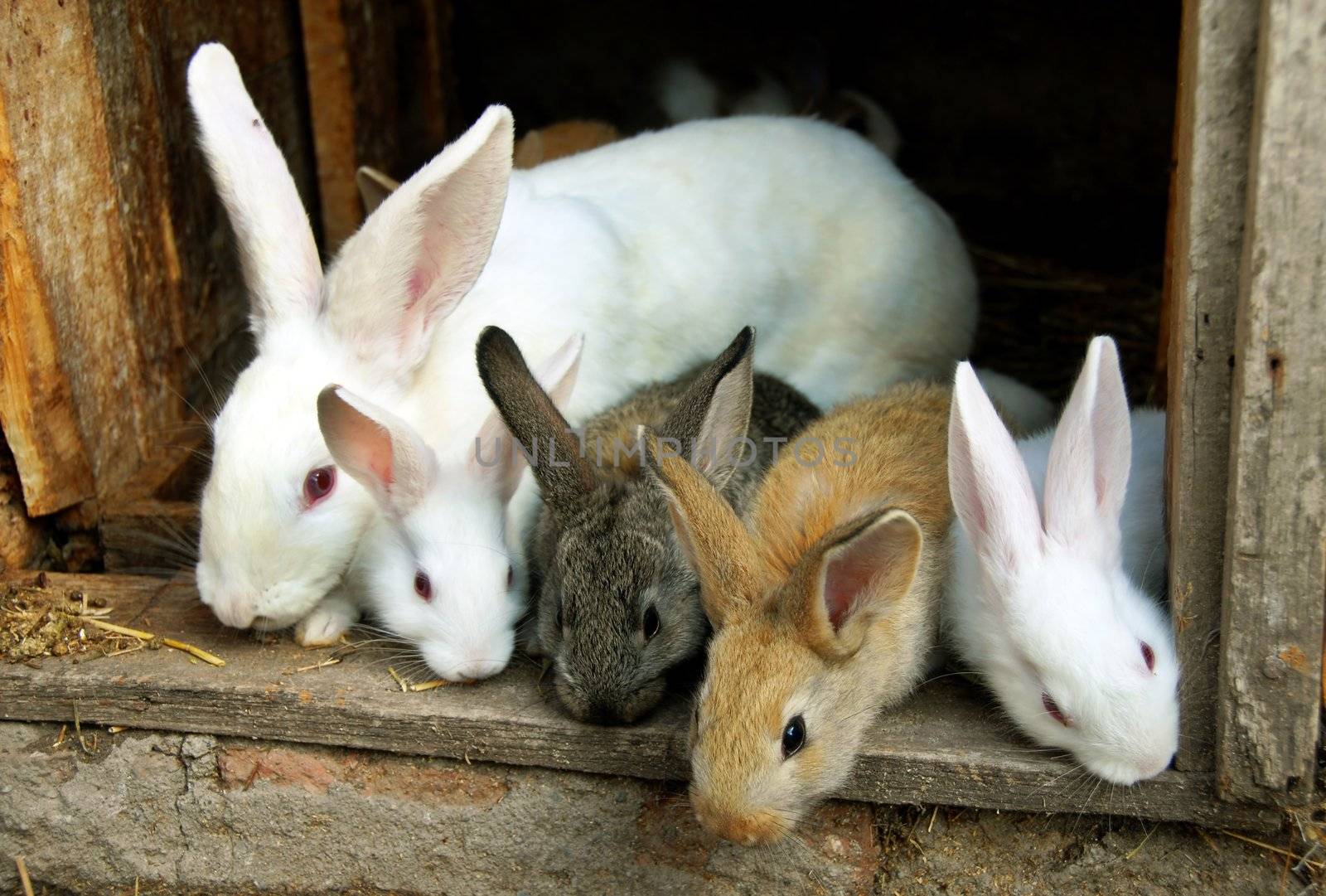 sweet bunny rabbits family