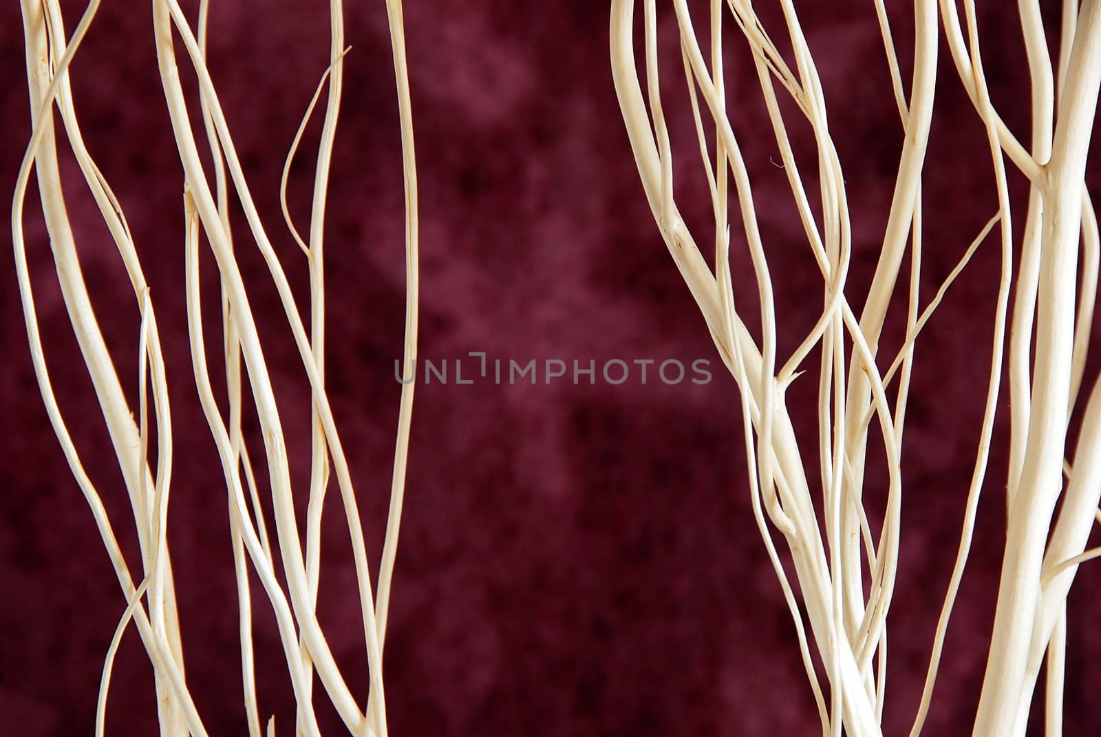 abstract wooden leafless branches over purple background