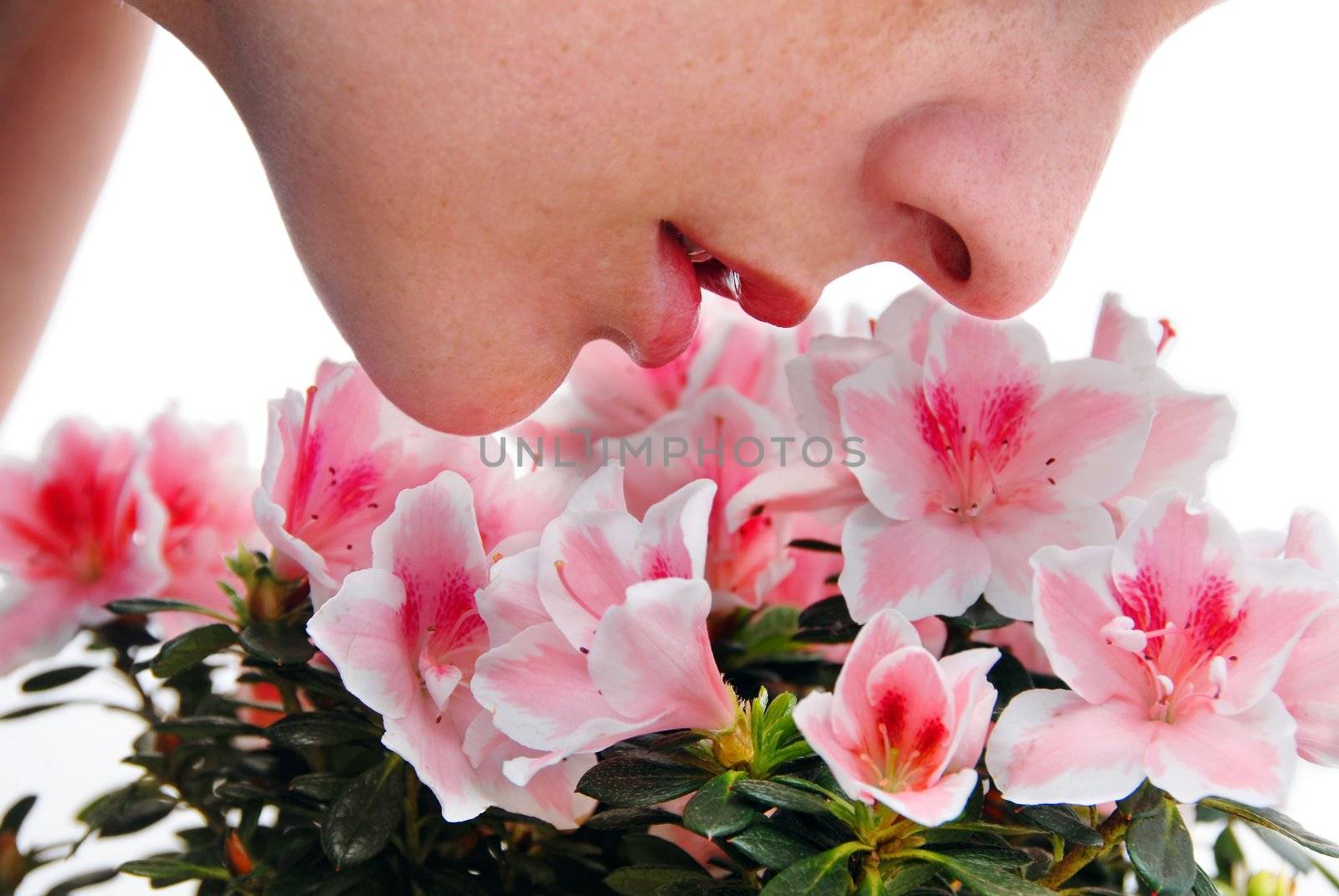 woman enjoying in smelling of pink Azalea flowers closeup