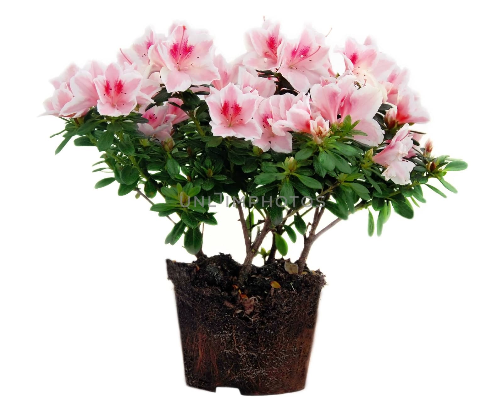 blooming pink Azalea flowers with root over white background isolated