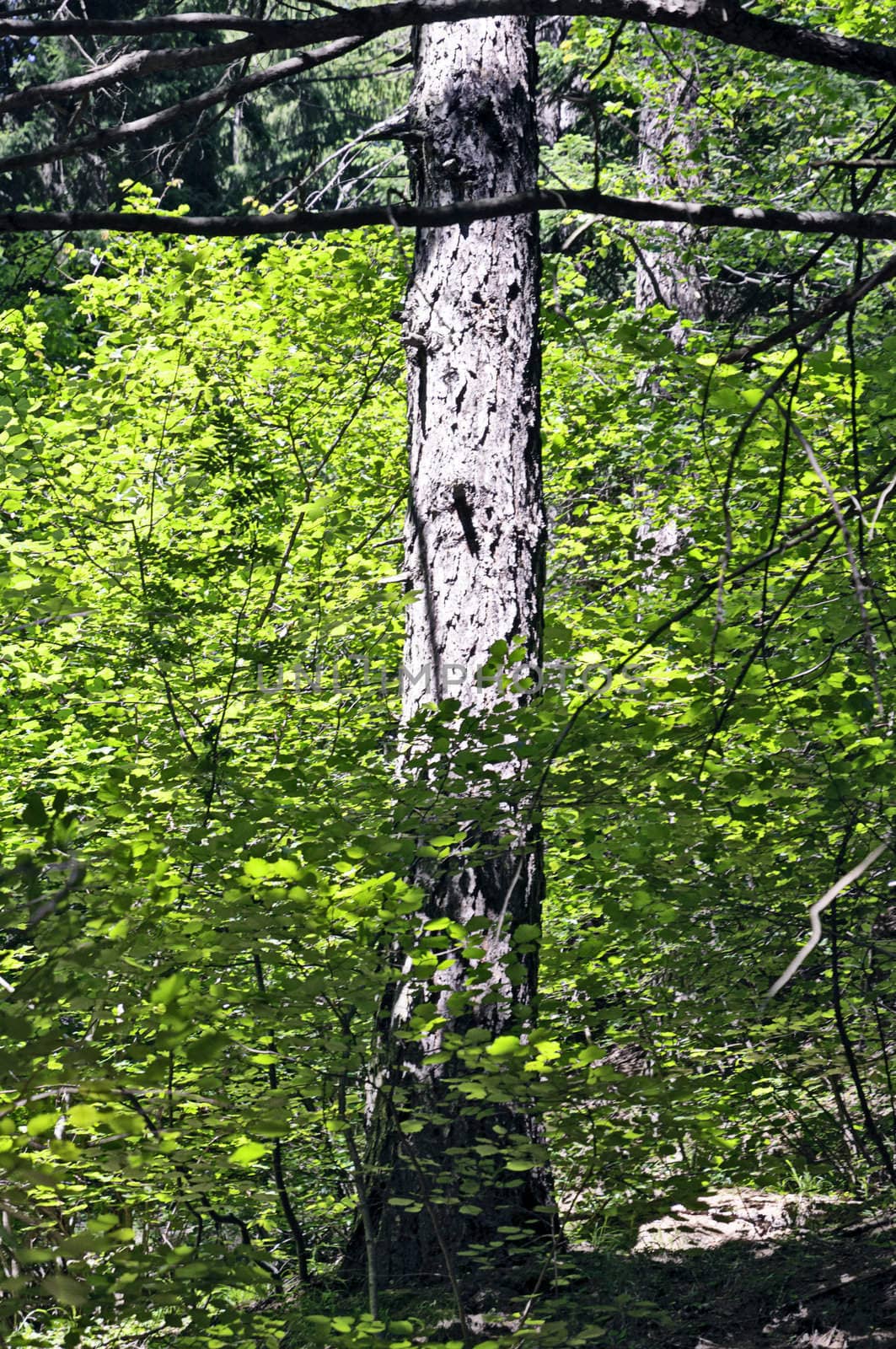 Trunk detail of a norway spruce or red-deal (Picea Excelsa) with green foliage