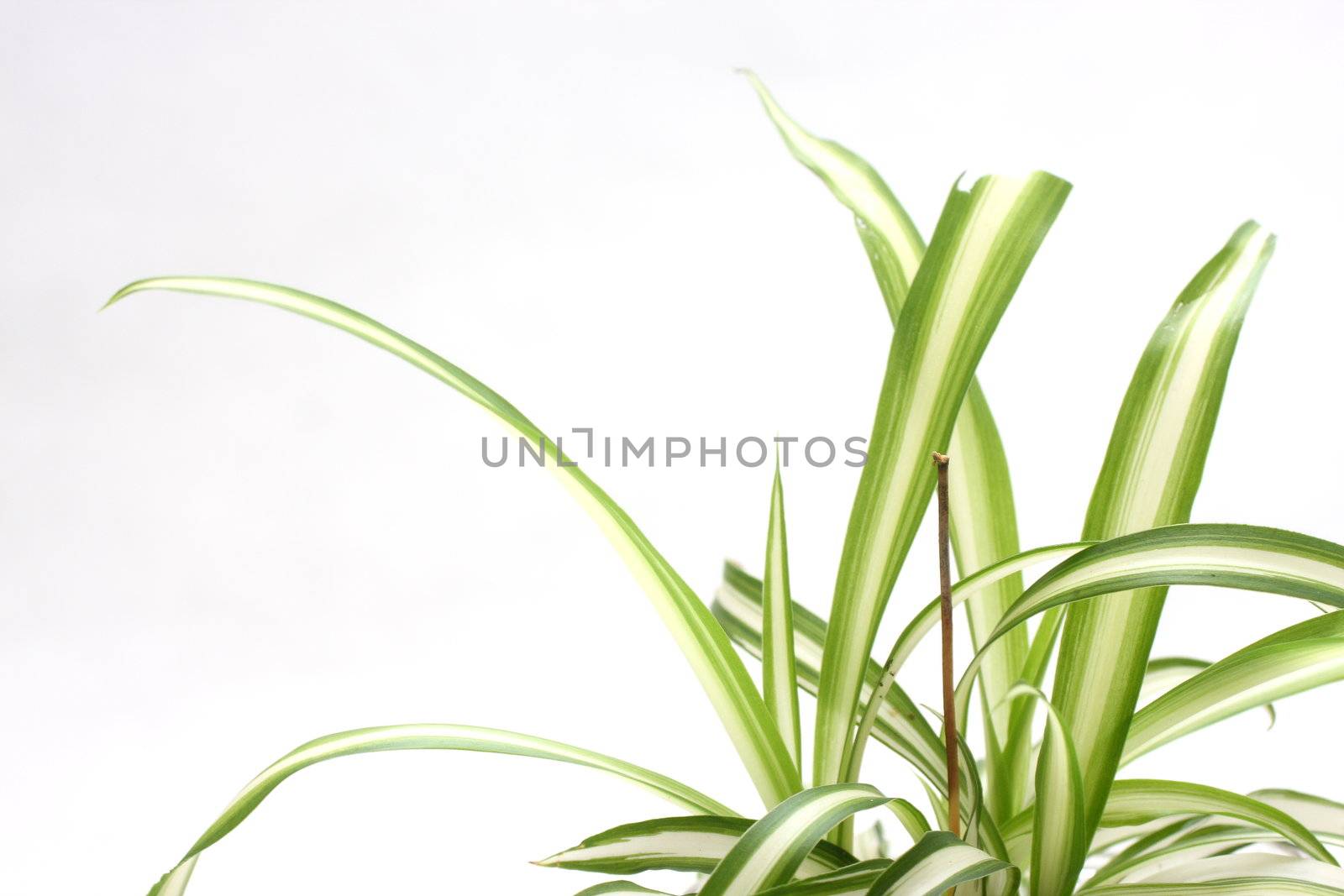 Close up shot of a small spider plant leaves