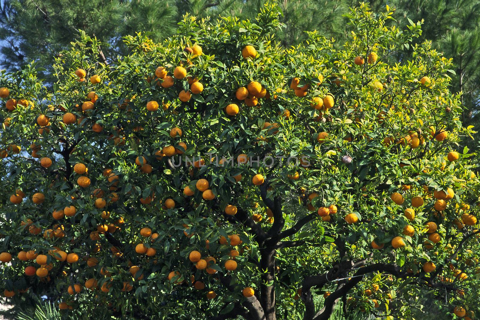 Orange tree by Diano Castello by Natureandmore