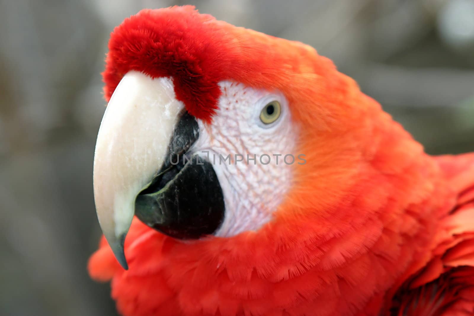 The Scarlet Macaw is a large colorful parrot.