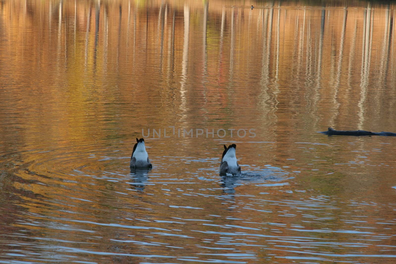 Two ducks upside down at Beebe Lake at Cornell University