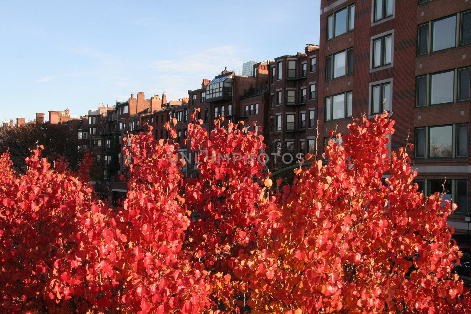 Red blazing trees in autumn by werewolf57