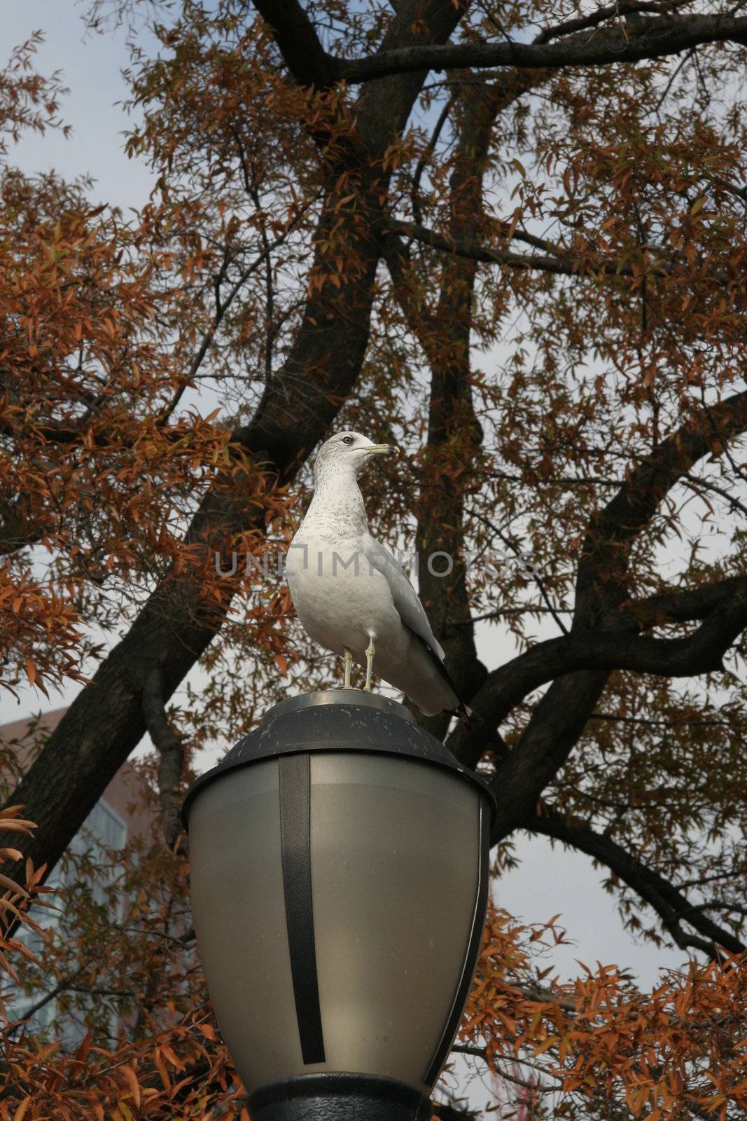 Seagull sitting on a lamp post in Battery Park, Manhattan,  New York