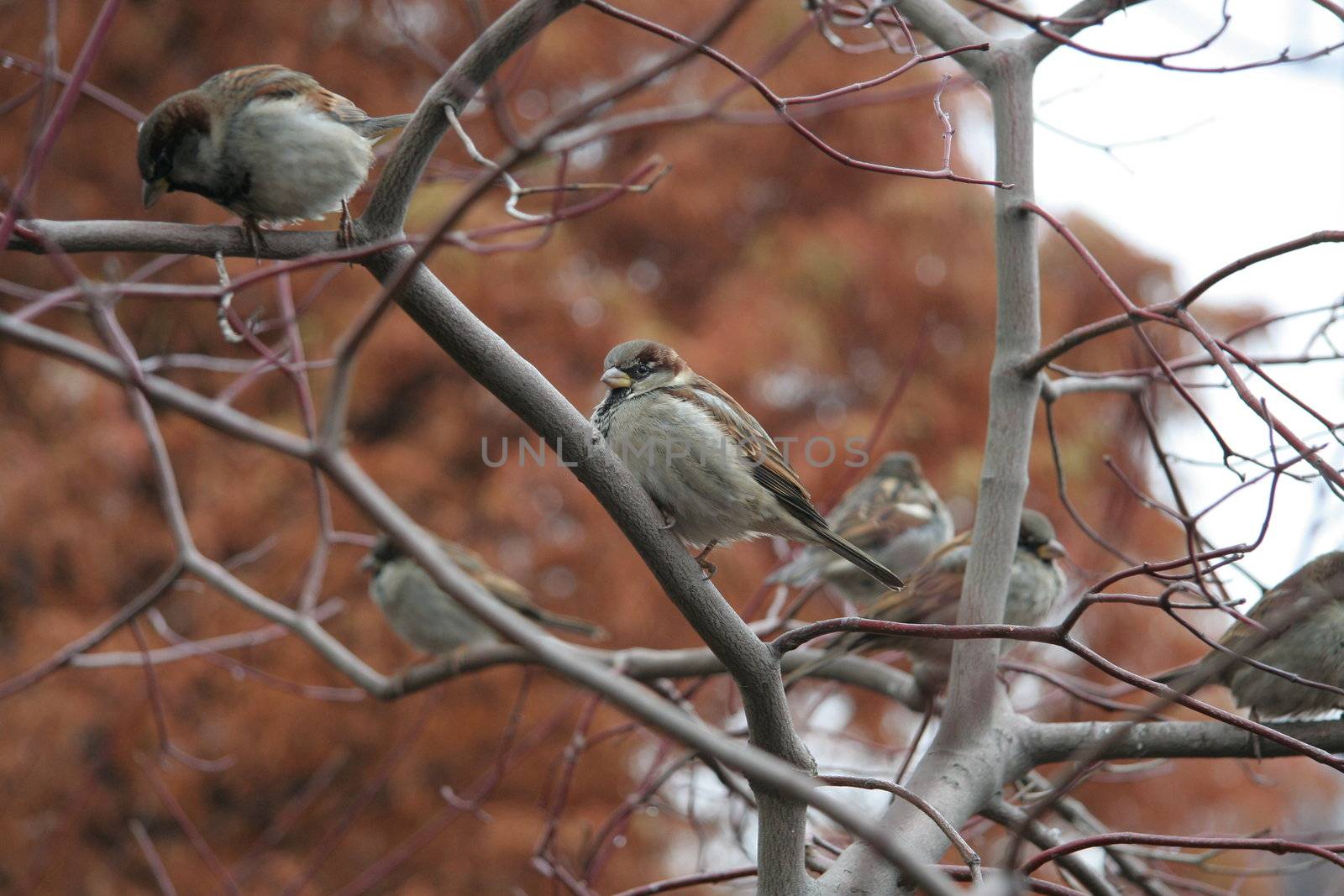 Sparrow sitting on a bush in Central Park, New York