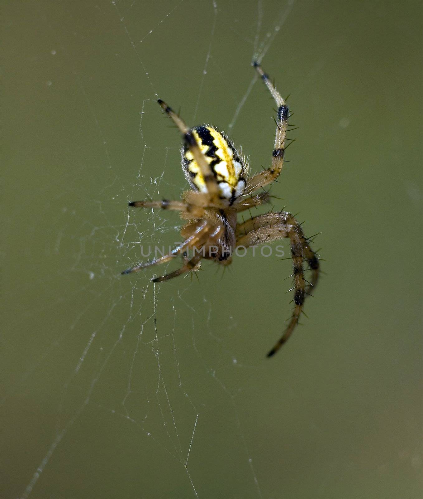 Spider on the web