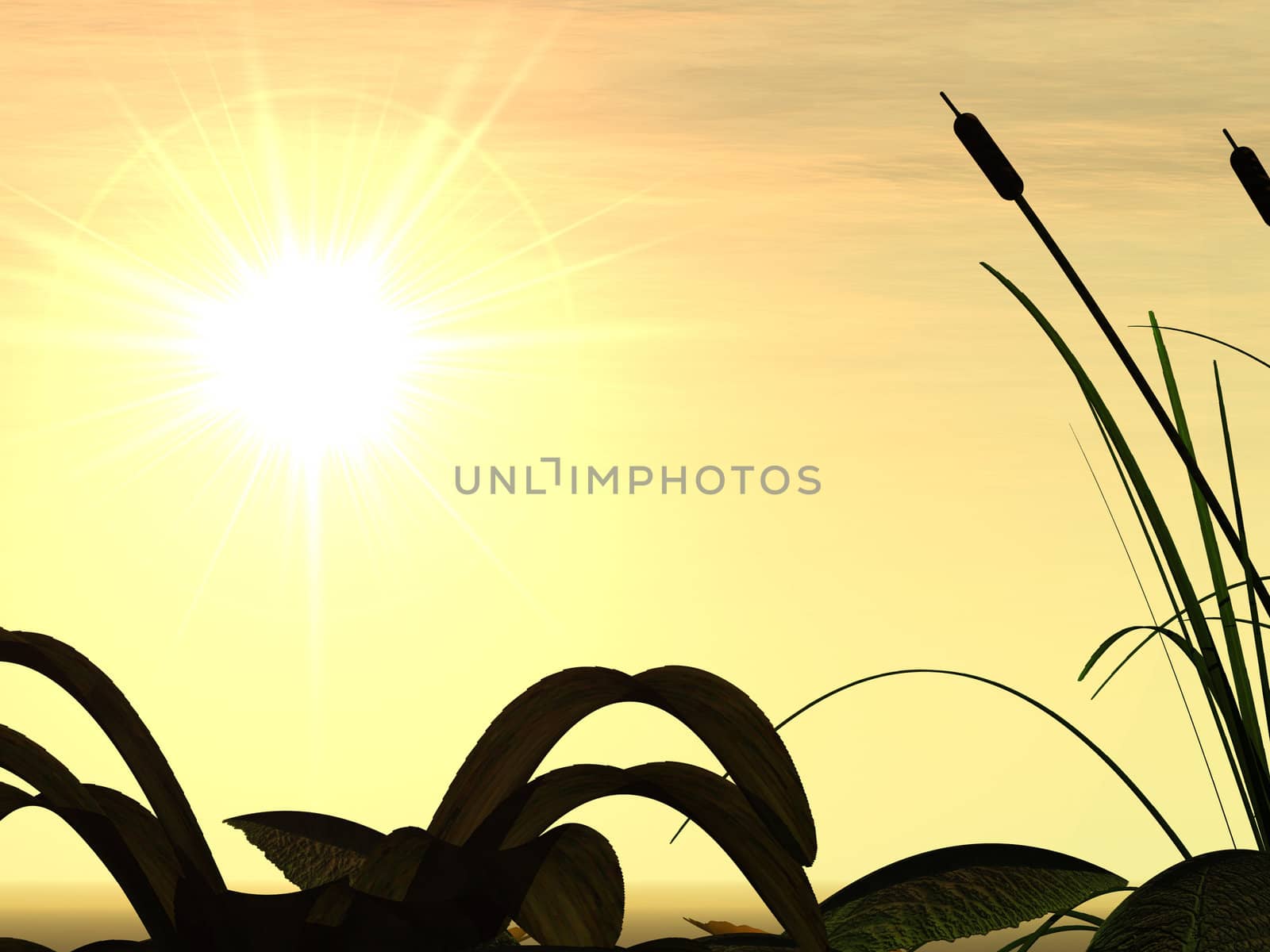 Sunset. In the foreground a marsh grass and a cane