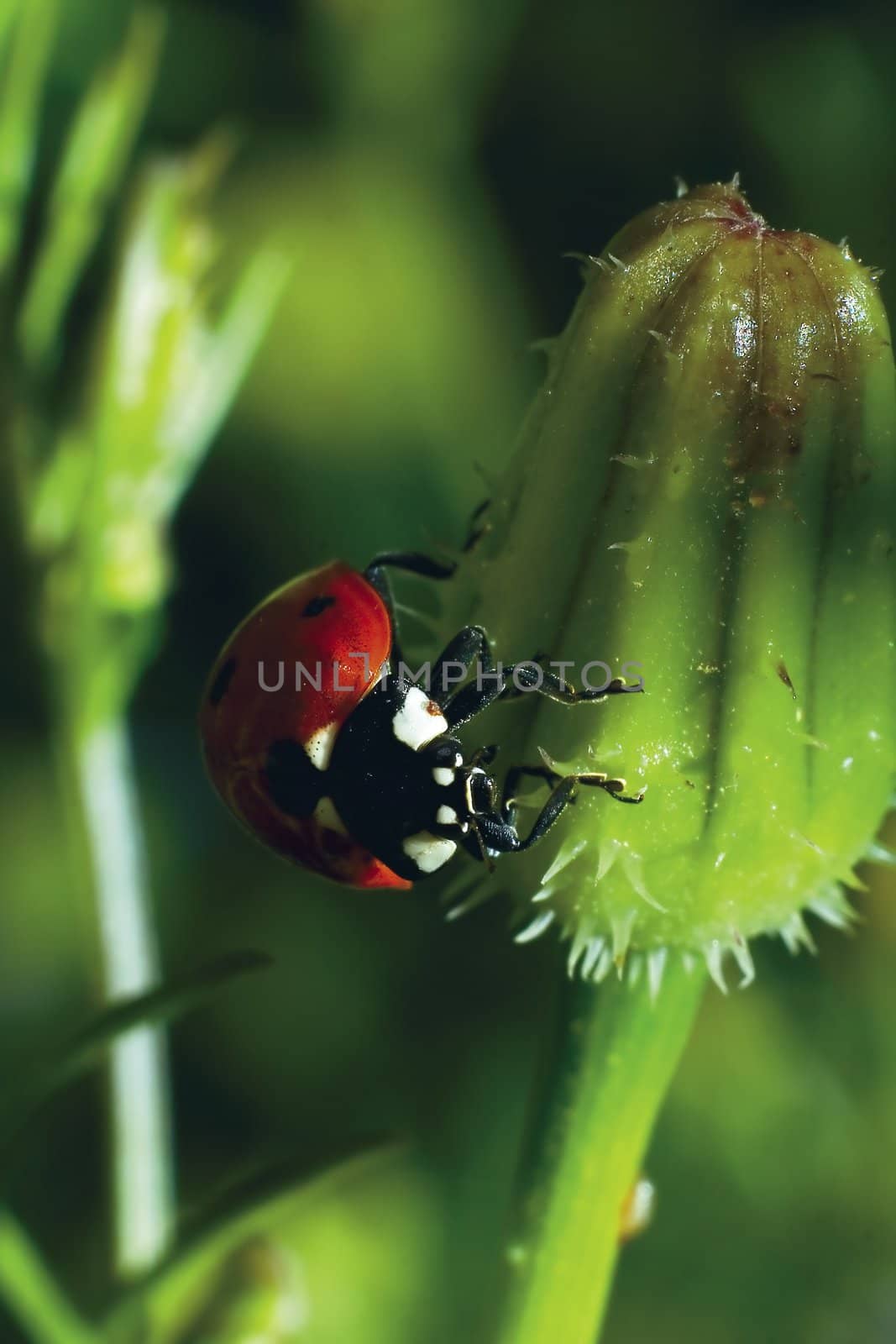 Ladybug in Nature 