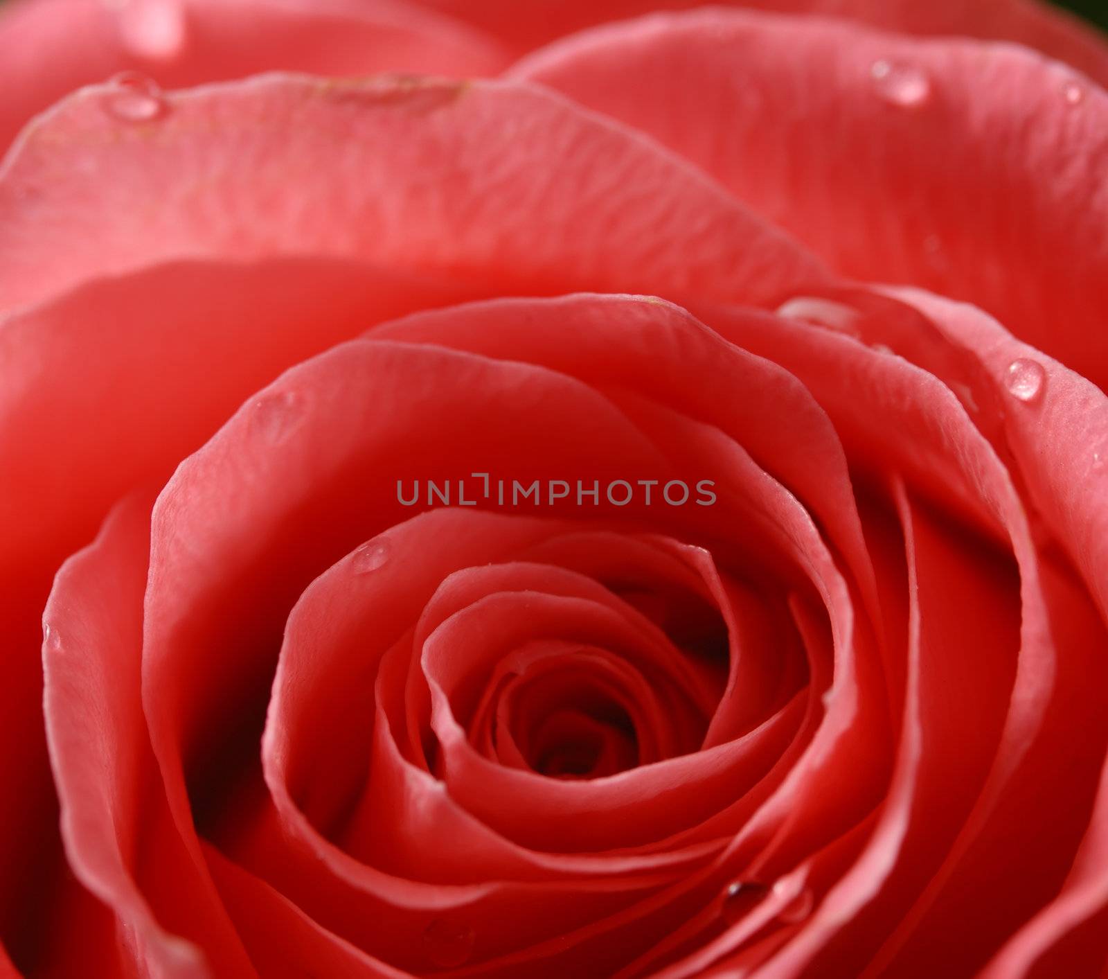 rose background. The dismissed bud of a rose with drops of dew