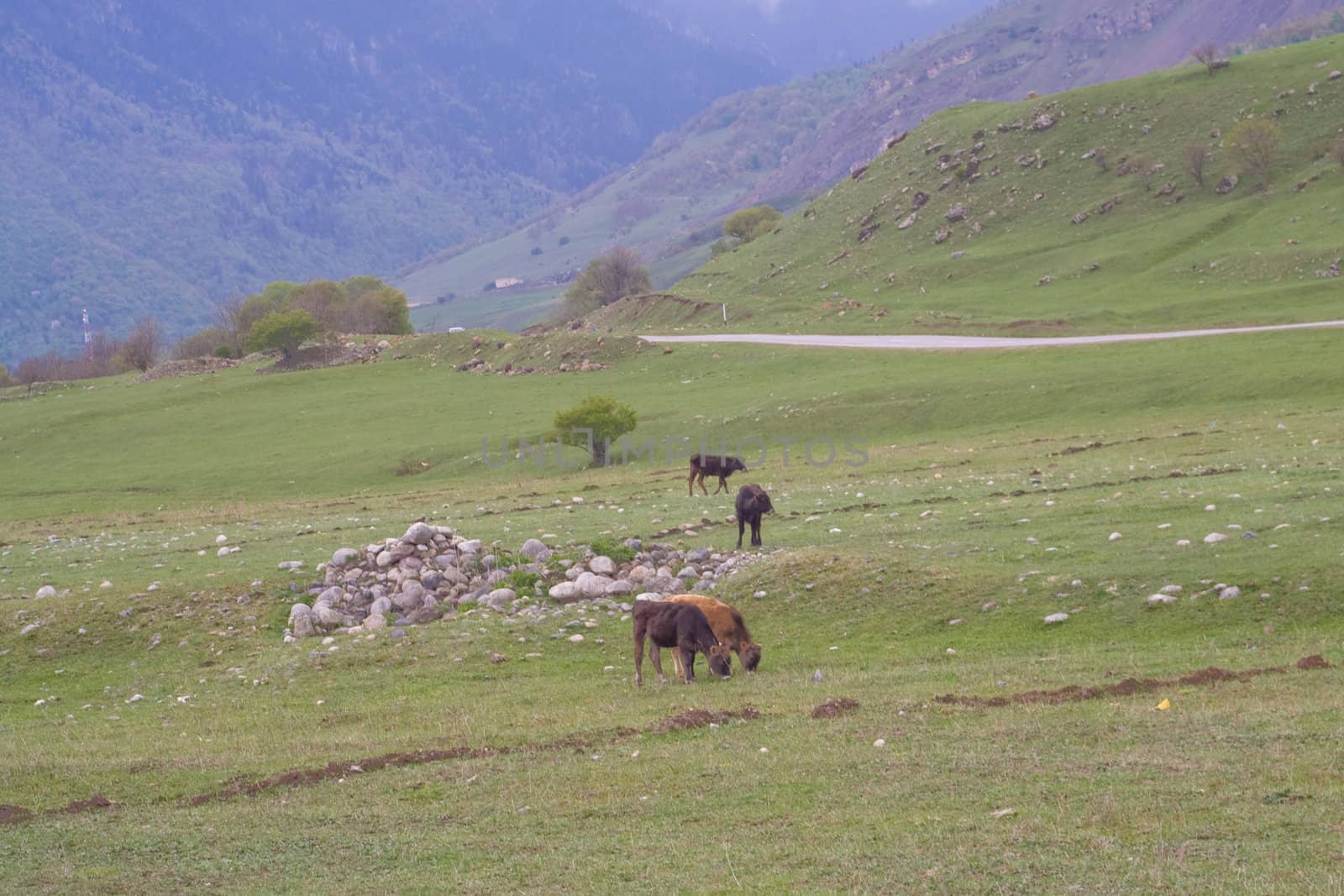 Mouintain: cows on green field
