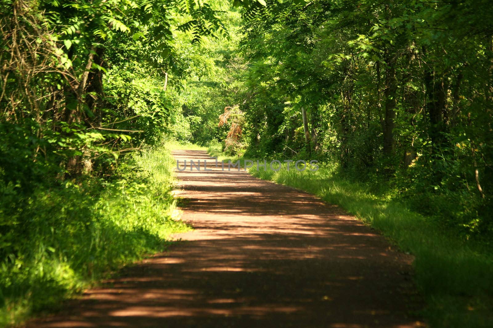 A Pathway through the forest