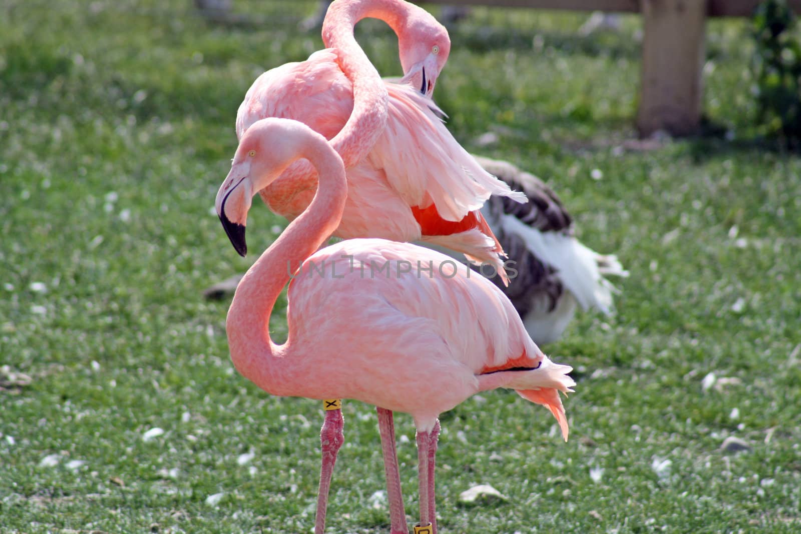 two flamingos