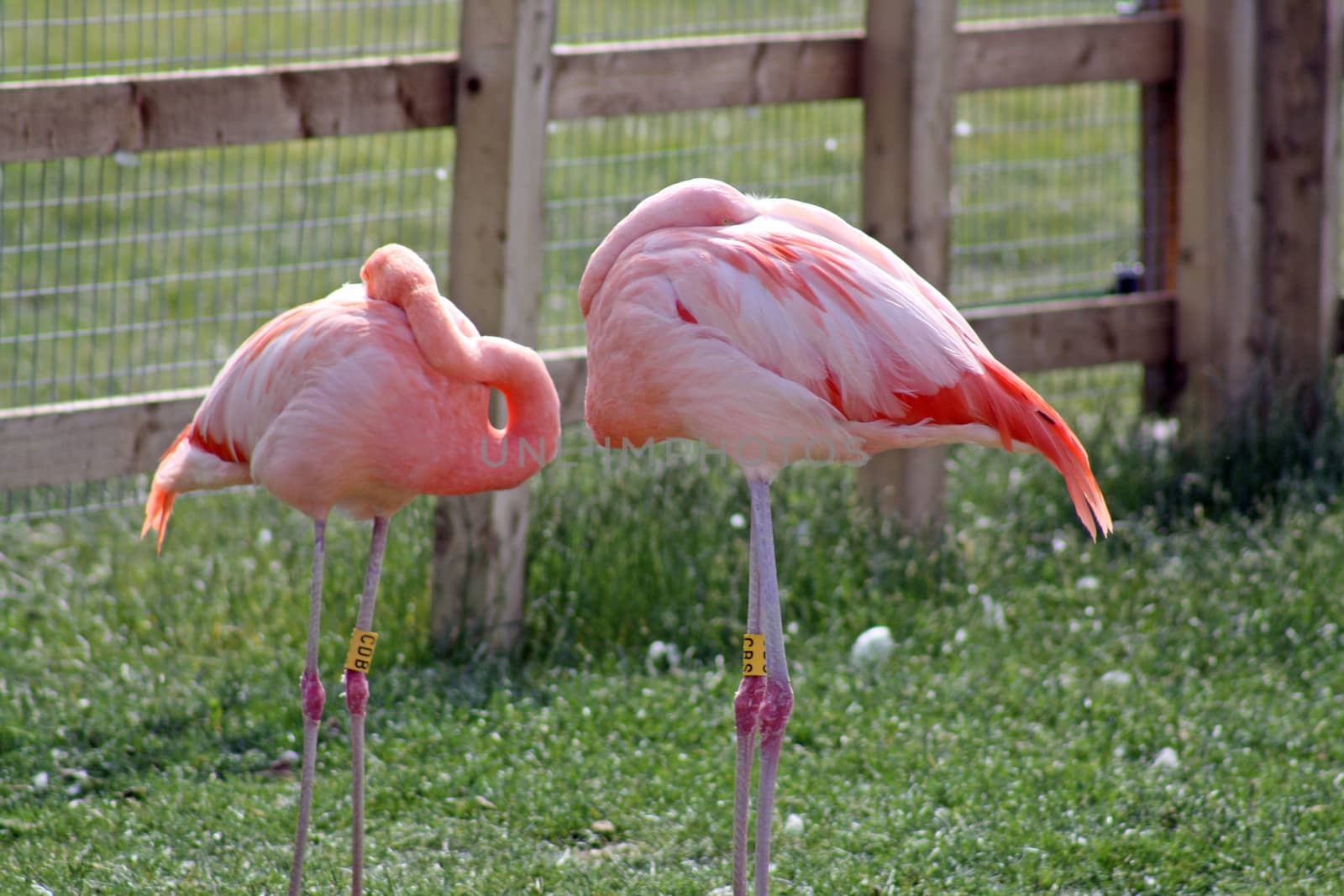 sleeping flamingos