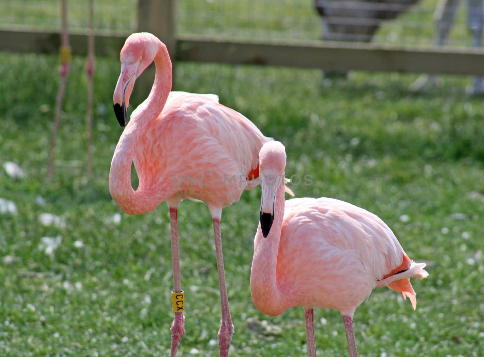 lovely flamingo birds