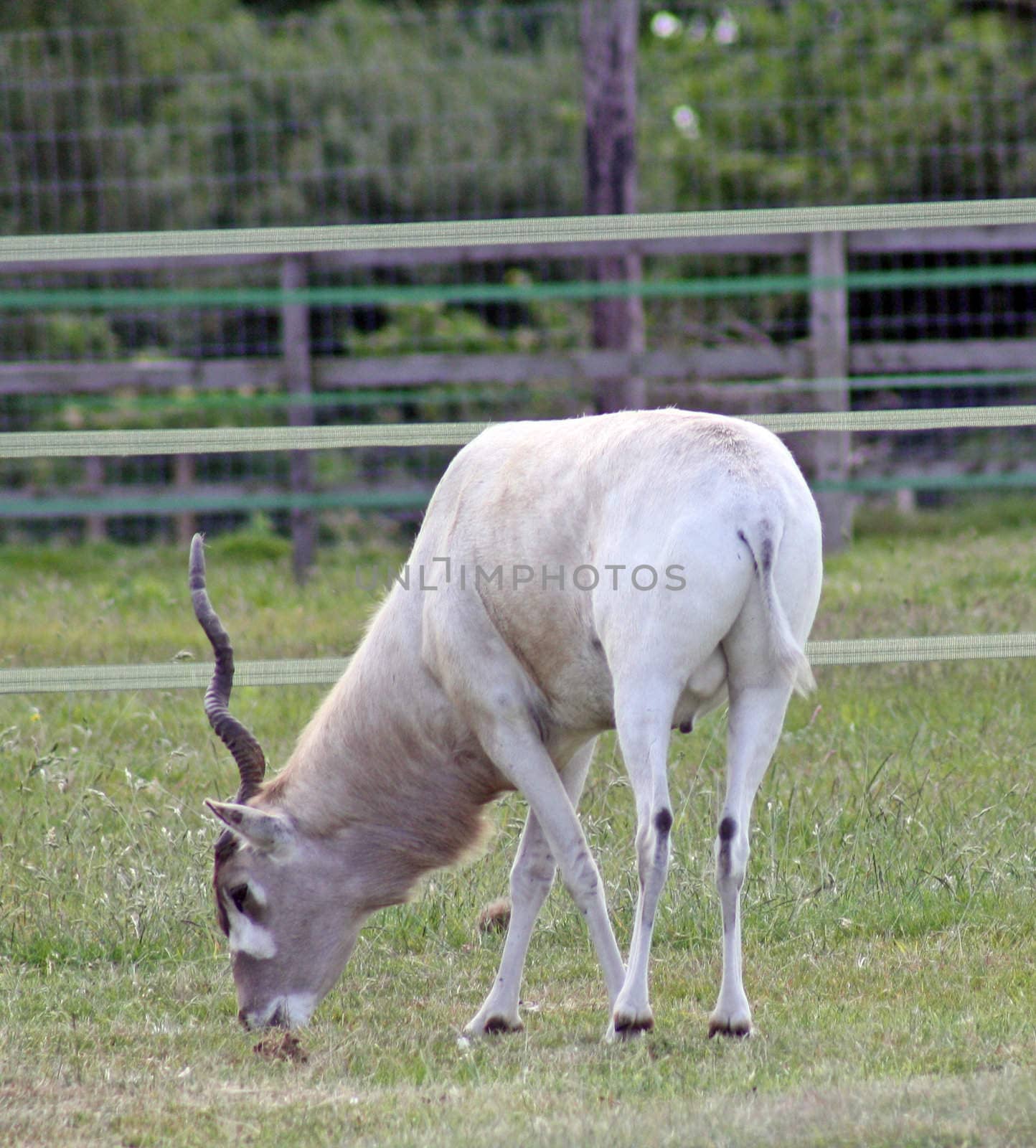 grazing in the field