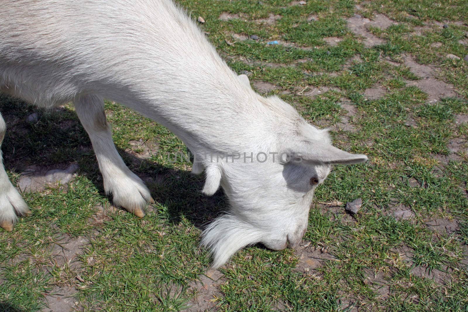 a white goat eating grass