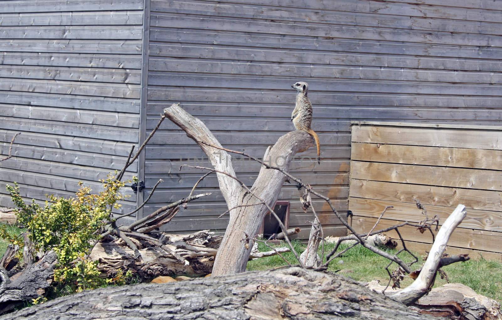 on a log