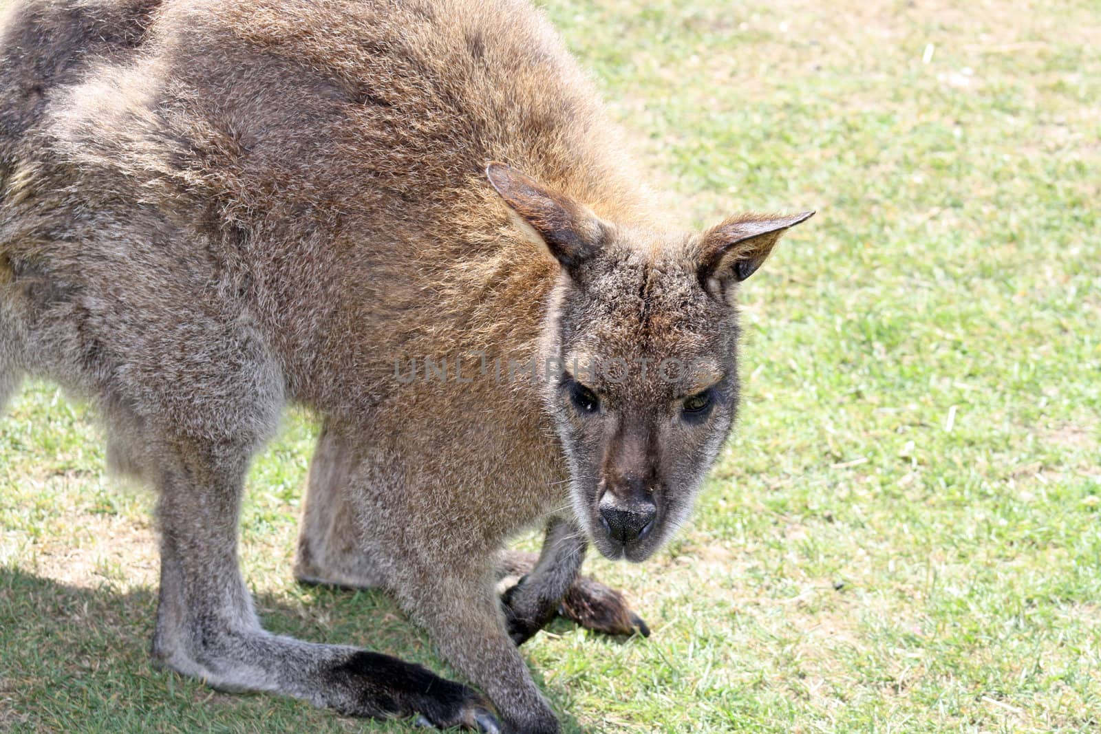 a wallaby in a field