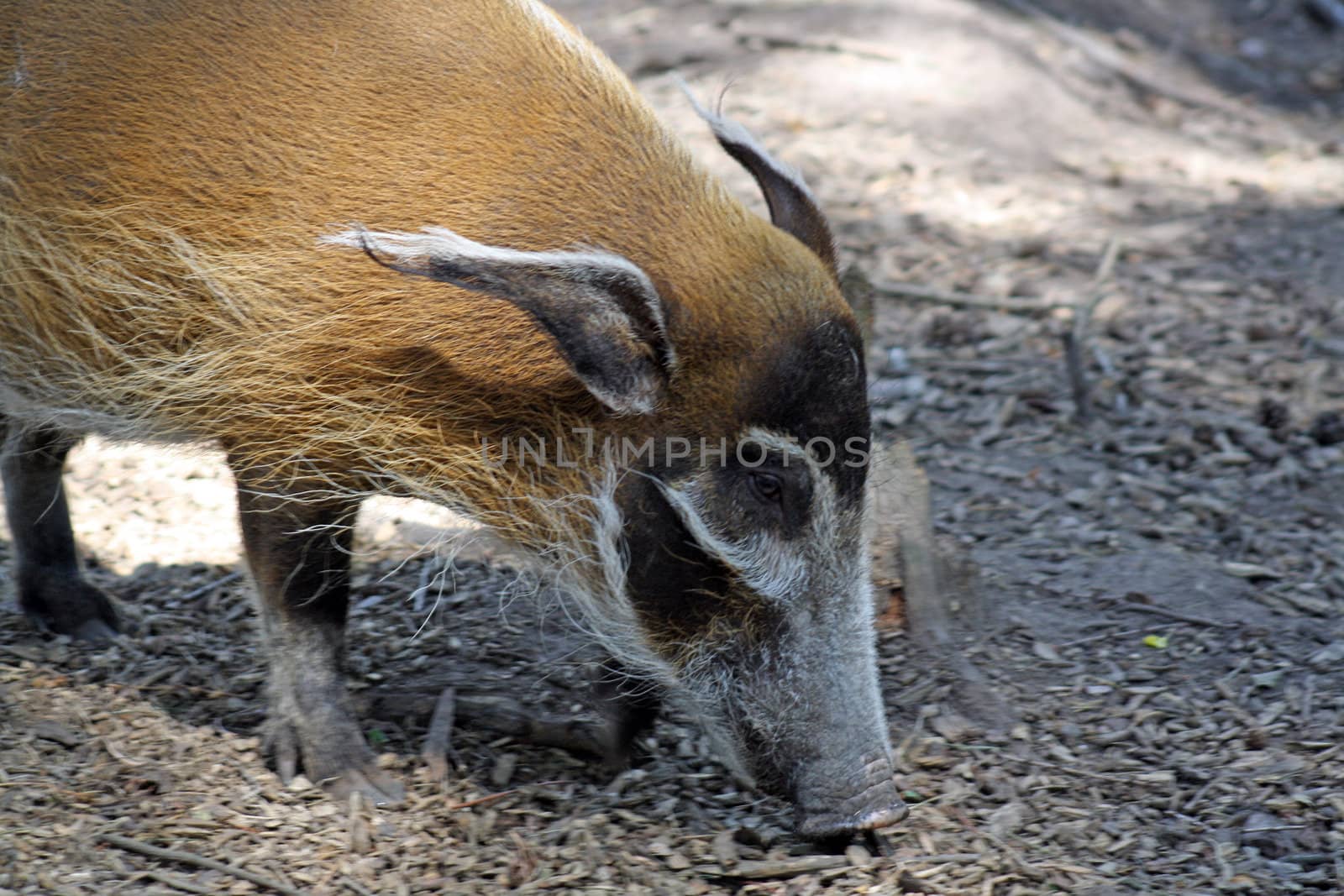 sniffing the ground