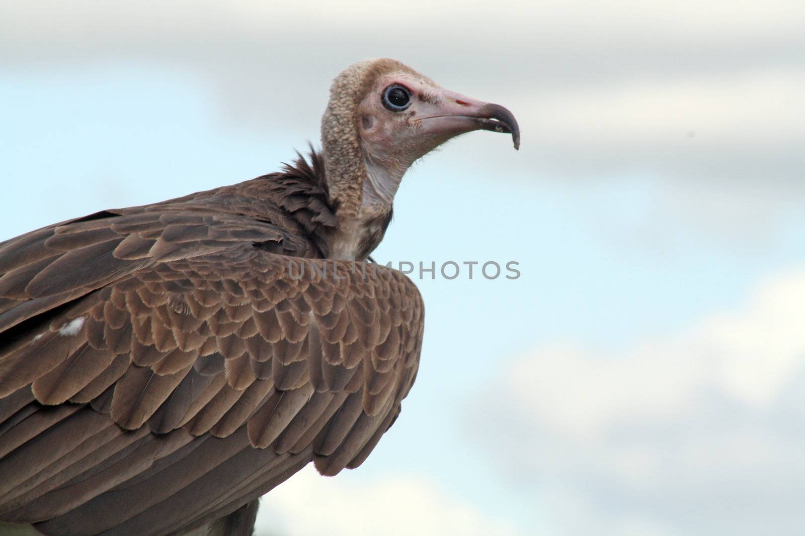 bird of prey
