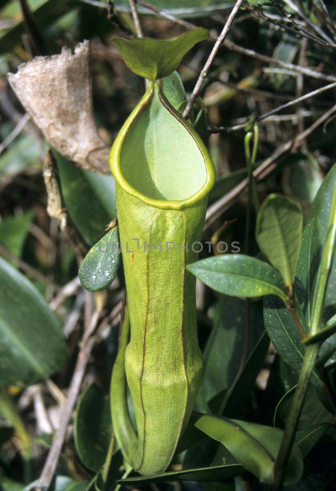 Pitcher plant (Nepenthes) by rbiedermann