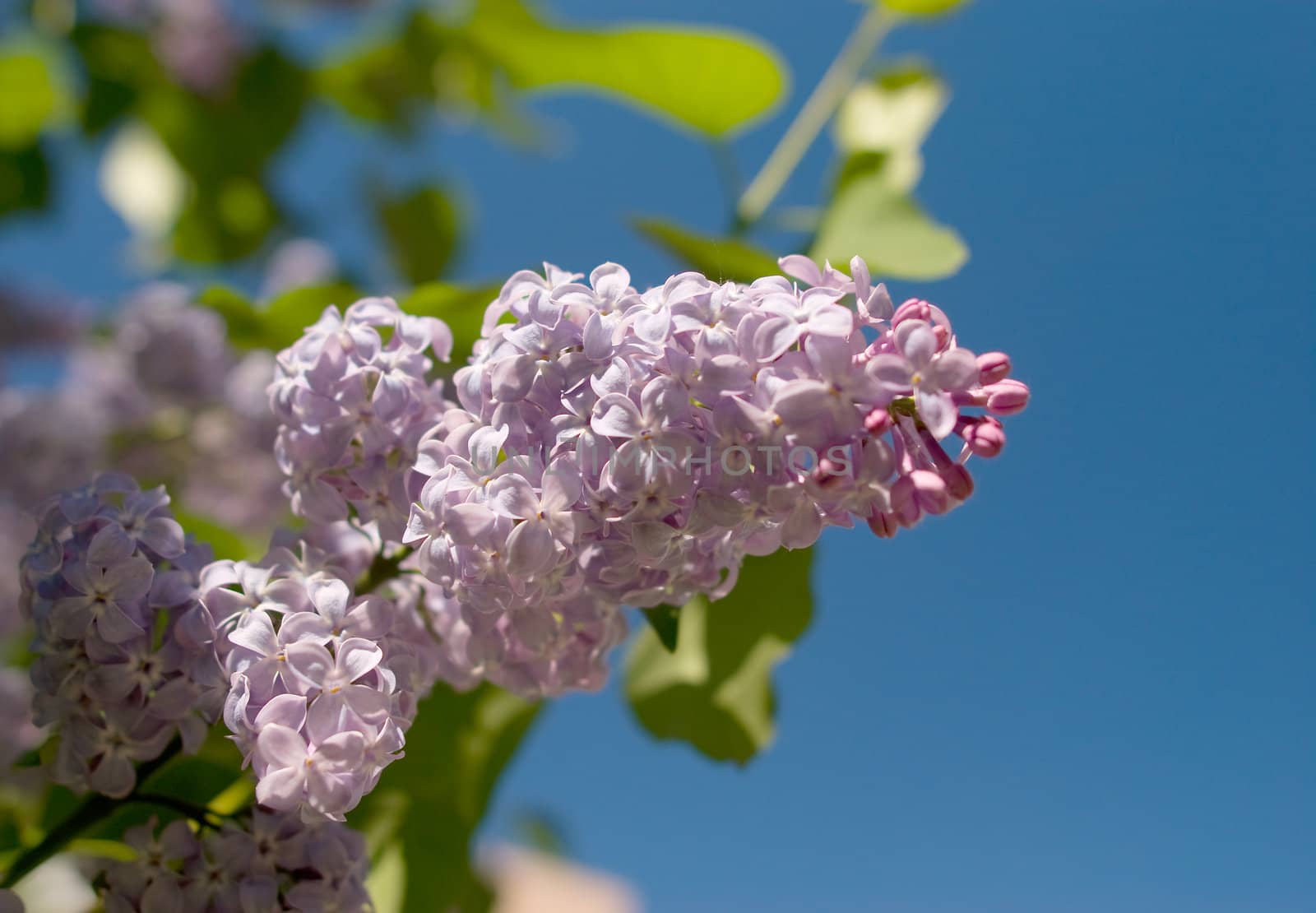 Lilac branch against blue sky by BIG_TAU