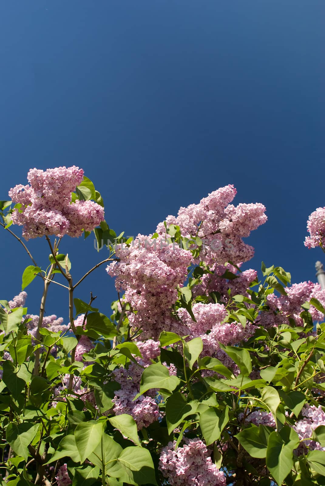 Lilac branches against blue sky