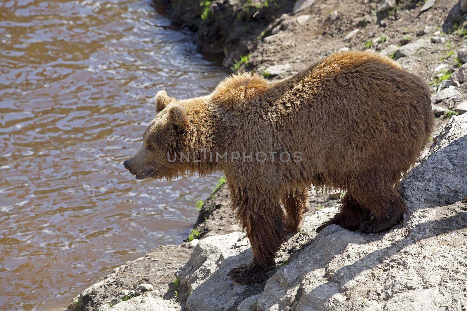 A brown bear at the edge of the waters