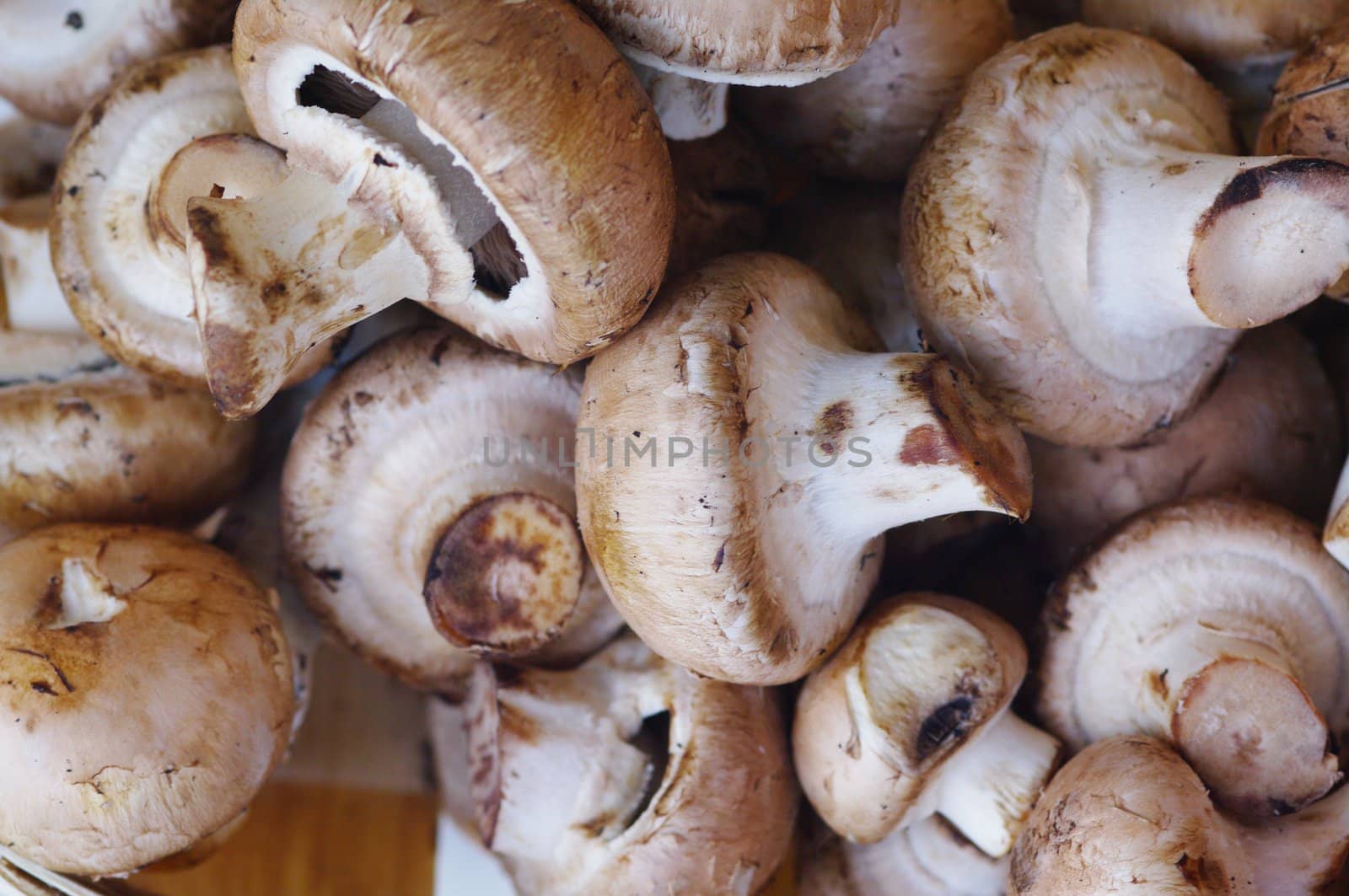 fresh brown button field mushroom on white