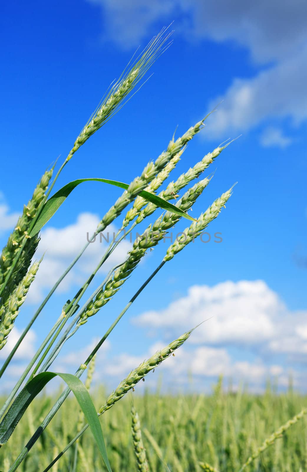 Green Wheat by kvkirillov