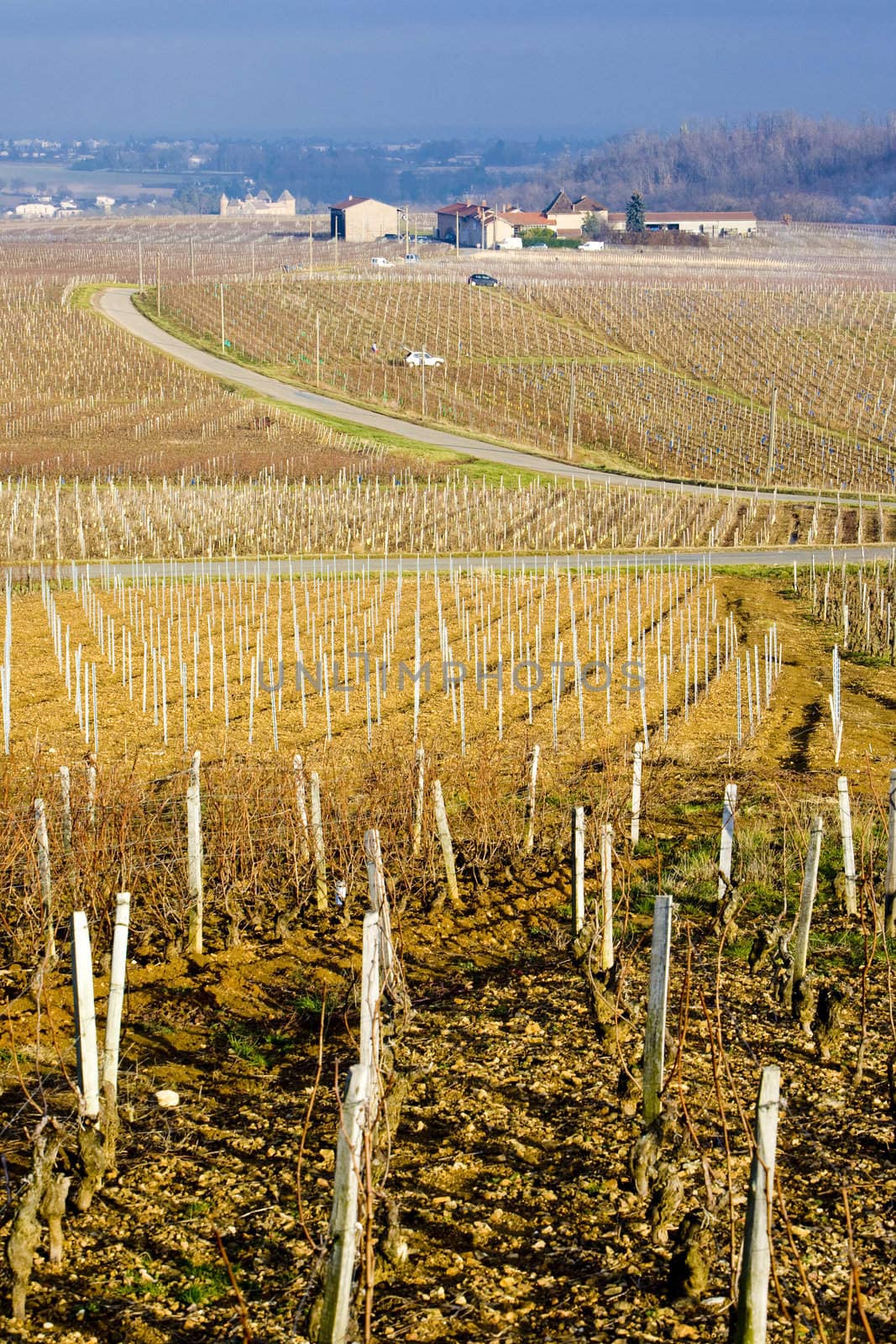 vineyards of Pouilly-Fuiss� region, Burgundy, France