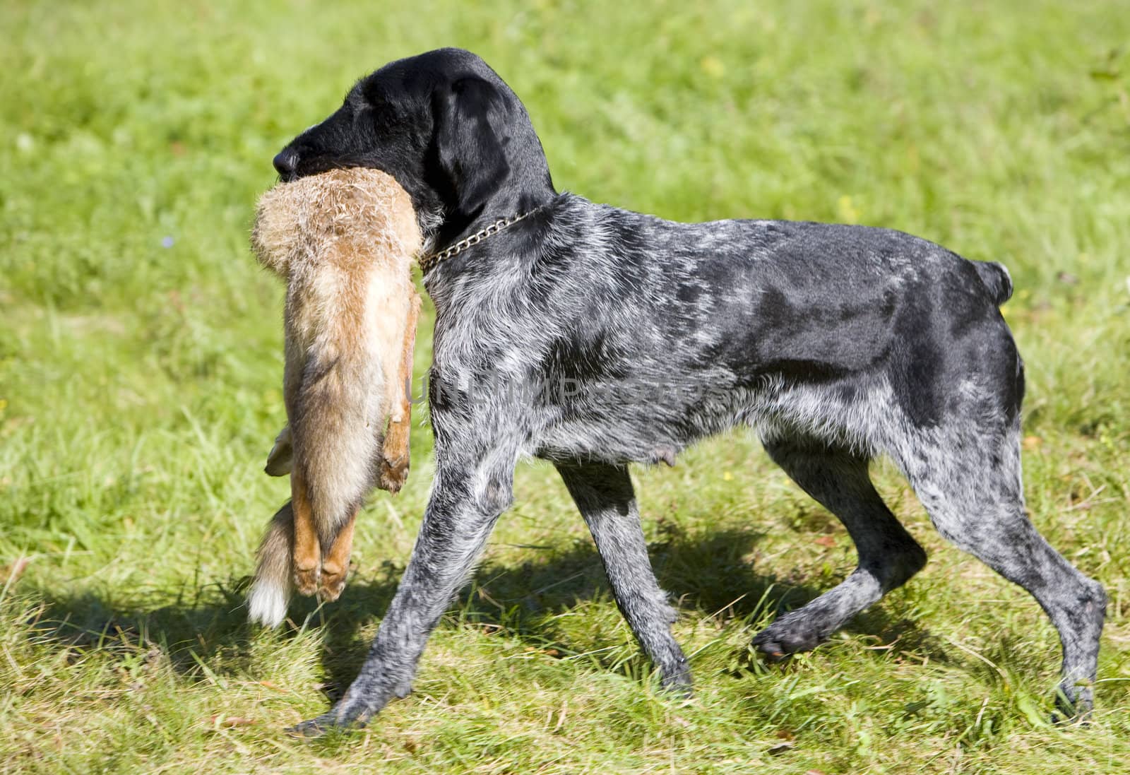 hunting dog with a catch