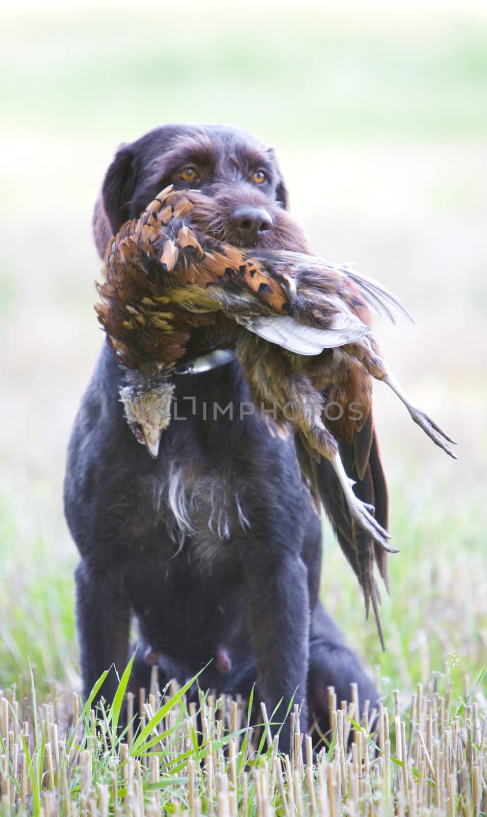 hunting dog with a catch