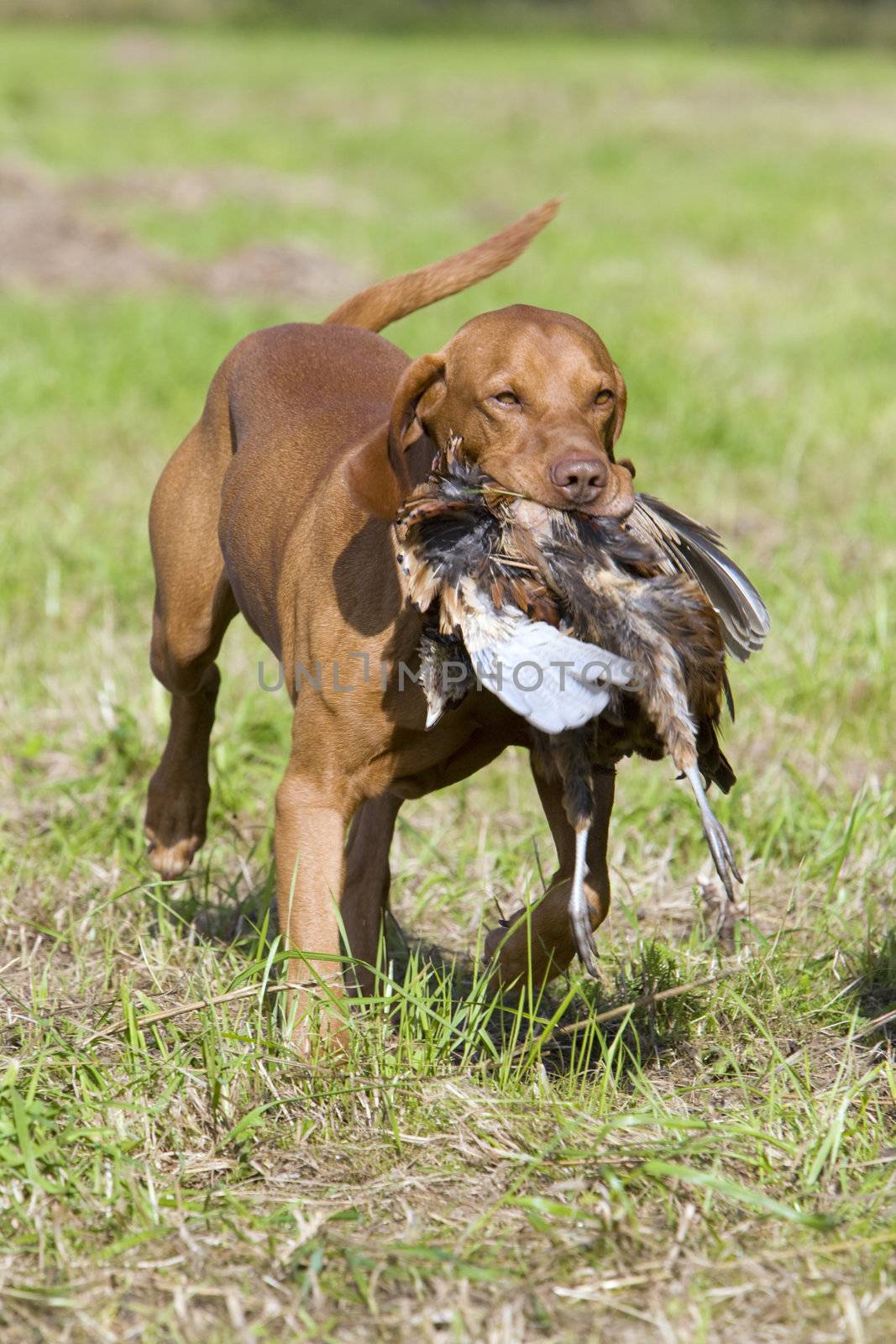 hunting dog with a catch