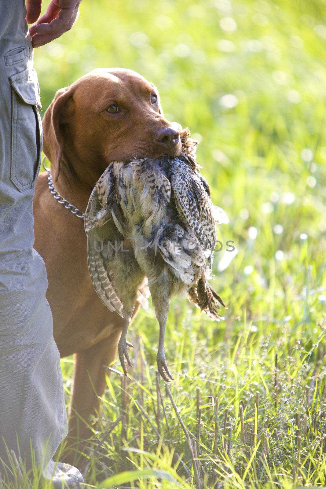 hunting dog with a catch by phbcz