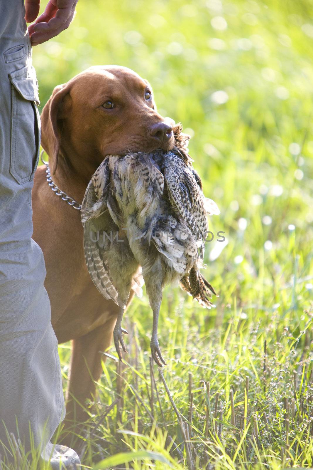 hunting dog with a catch