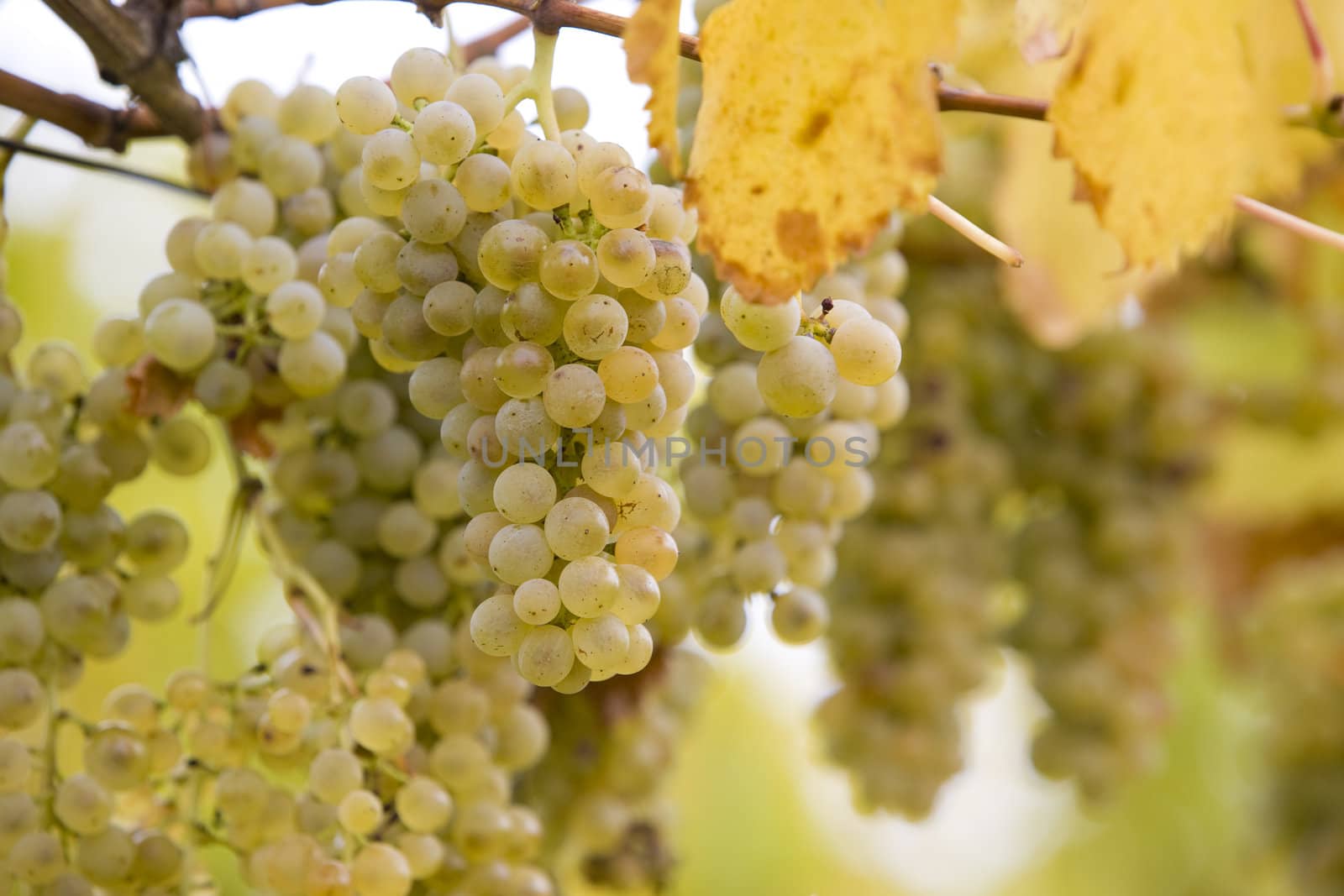 vineyard Jecmeniste, Eko Hnizdo, Czech Republic by phbcz