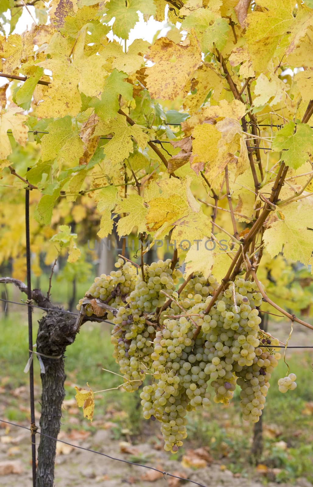 vineyard Jecmeniste, Eko Hnizdo, Czech Republic