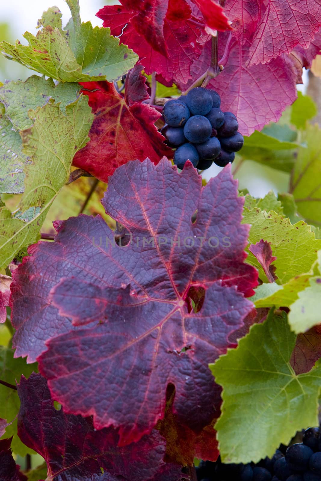 grapevines in vineyard Jecmeniste, Eko Hnizdo, Czech Republic