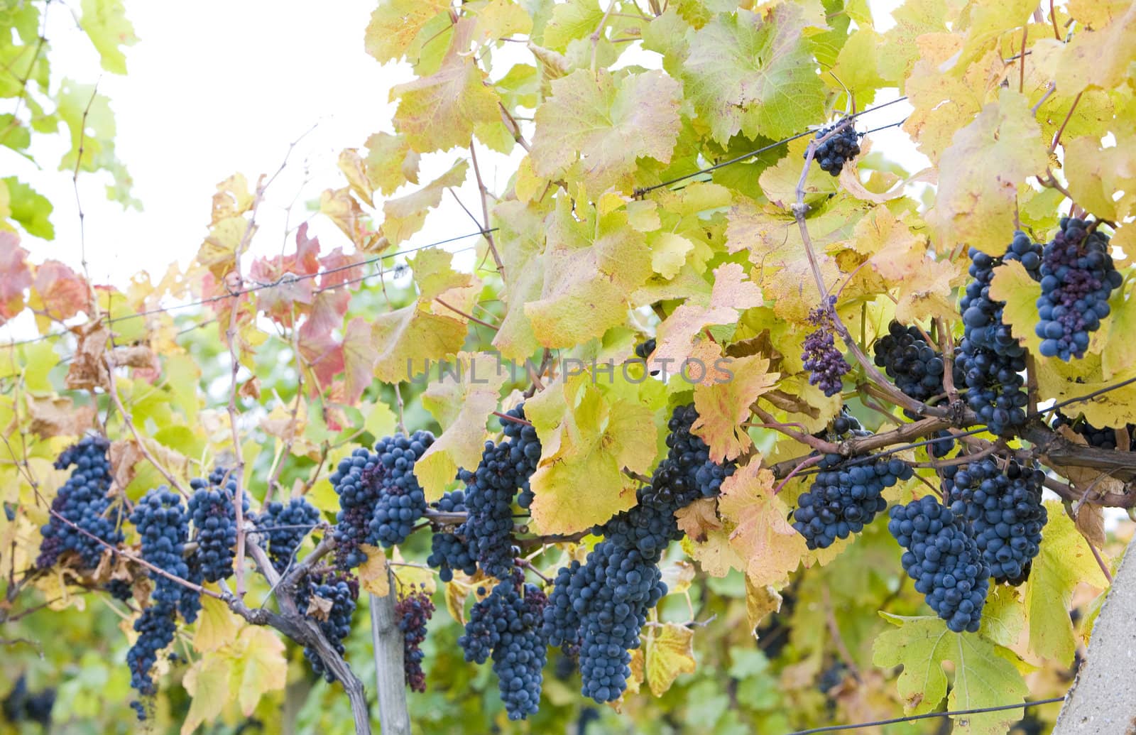 grapevines in vineyard Jecmeniste, Eko Hnizdo, Czech Republic